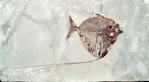 Préhistoire : fossile de poisson Mene Rhombea du site du Mont Bolca (Italie). Période Éocène. Museo civico di storia naturale, Milan