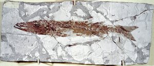 Préhistoire : fossile de poisson Sphyraena Bolcensis du site du mont Bolca (Italie)