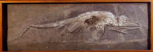 Préhistoire : fossile de Pareiasaur, animal préhistorique, Paris, musée d