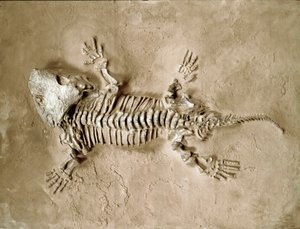 Préhistoire : fossile de Seymouria Bayolorensis, reptile amphibien du Texas aux États-Unis. Période Permienne. Museo civico di storia naturale, Milan