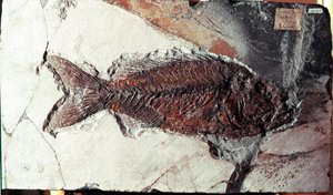 Préhistoire : fossile de poisson Sparnodus Elongatus du site du Mont Bolca (Italie). Période éocène. Museo civico di storia naturale, Milan