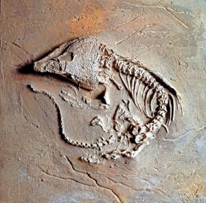 Préhistoire : fossile de reptile Labodosaurus hamatus du Texas