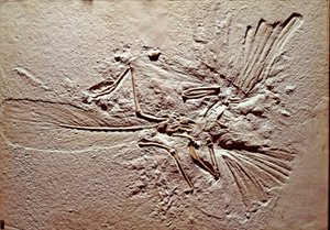 Préhistoire : fossile de l
