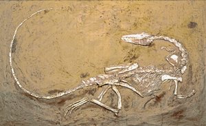 Préhistoire : fossile du dinosaure Coelophysis. Période du Trias supérieur. Museo civico di storia naturale, Milan - Prehistoric Prehistoric