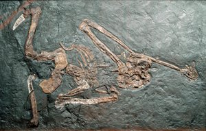 Préhistoire : fossile du grand primate Oreopithèque (Oreopithecus bambolii) du Mont Bamboli (Grosseto). Ère Miocène. Museo civico di storia naturale, Milan
