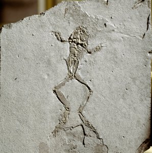 Préhistoire : fossile de grenouille du site de Pueyoi da Tervel en Espagne