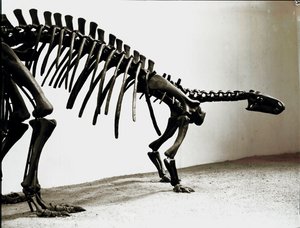 Préhistoire : squelette du dinosaure camptosaure (Camptosaurus Browni). Période du Jurassique supérieur. Museo civico di storia naturale, Milan