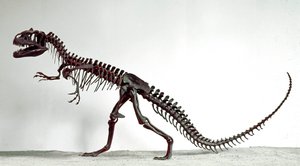 Préhistoire : squelette du dinosaure Allosaurus fragilis - Prehistoric Prehistoric