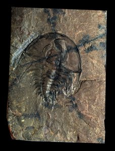 Préhistoire : fossile de trilobite Olenellus (arthropode). Âge du Paléozoïque, période du Cambrien. Trouvé en Utah, États-Unis