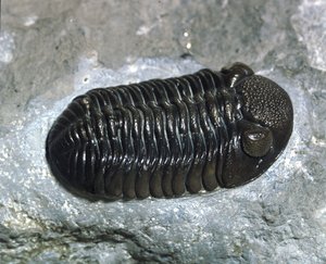 Préhistoire : trilobite Phacops Rana fossile (arthropode). Âge du Paléozoïque, période du Dévonien. Trouvé dans l