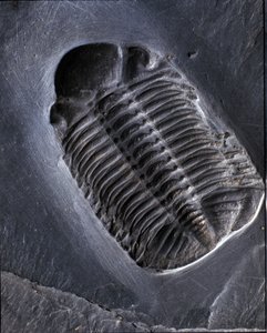 Préhistoire : fossile de trilobite Phacops Rana (arthropode). Âge du Paléozoïque, période du Dévonien. Trouvé dans la région de Bundenbach en Allemagne - Prehistoric Prehistoric