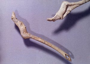 Préhistoire : deux propulseurs dits "au cheval sautant" en bois de renne. Période du Magdalénien moyen. Saint Germain en Laye, Musée d