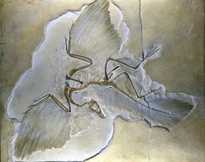 Les oiseaux primitifs étaient appelés Archaeopteryx. Des fossiles complets ont été trouvés en Bavière, dans les schistes du Jurassique supérieur