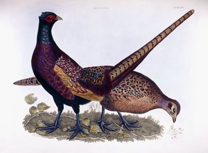 Faisans (mâle et femelle) - Prideaux John Selby