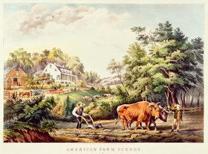 Héron pourpré, de 