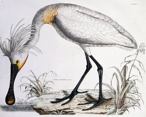 Spatule blanche, 1834 - Prideaux John Selby