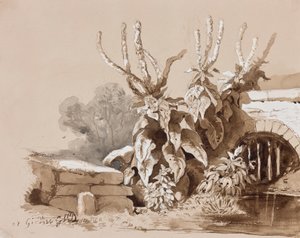 Étude de plantes près d