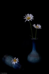 Élégantes marguerites bleues