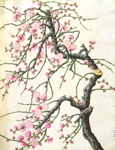 Fleur de pêcher - Qing Dynasty Chinese School