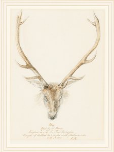 Un cerf abattu par John Brown - Queen Victoria