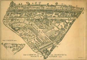 Zoo de Londres, Regents Park, Westminster, 1929 - RB Brook Greaves