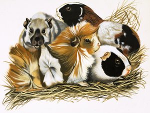 Toutes sortes de cochons d