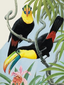 Oiseaux à gros bec