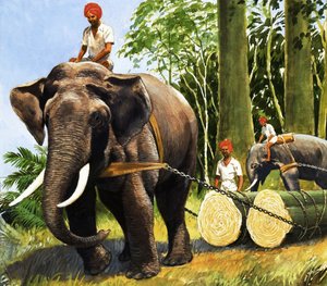 Les éléphants au travail - R.B. Davis