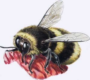 Honey Bee (gouache sur papier) - R.B. Davis