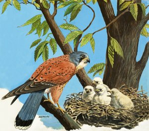 Faucon crécerelle et poussin - R.B. Davis