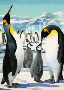 Le roi Pingouin - R.B. Davis