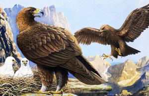 Roi des oiseaux, extrait de "Nature Wonderland" (Pays des merveilles de la nature) - R.B. Davis