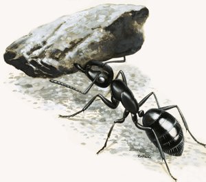 Petits monstres : La fourmi puissante