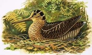 Regarder la nature : La bécasse