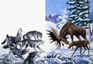 Le royaume de la nature : Ils ont mangé jusqu
