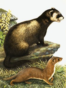 Putois et hermine - R.B. Davis