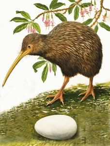 Le kiwi