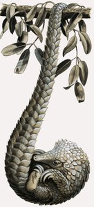 Le pangolin - R.B. Davis