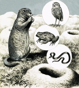 Les terriers élaborés du chien de prairie - R.B. Davis