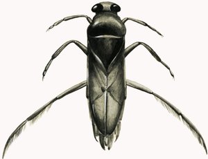 Bateleur d