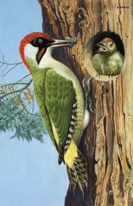 Pic (gouache sur papier) - R.B. Davis