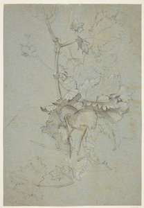 Étude de plantes