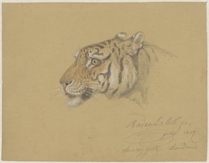 Tête de tigre - Raden Sarief Bastaman Saleh