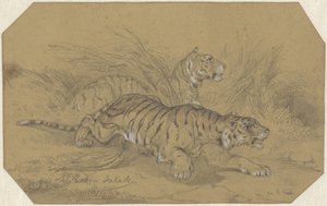 Deux tigres rampant dans l