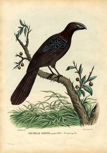 Ani, 1863-79 - Raimundo Petraroja