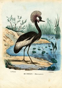 Grue couronnée noire, 1863-79 - Raimundo Petraroja