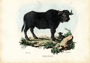 Buffle