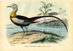 Jacana chinois, 1863-79