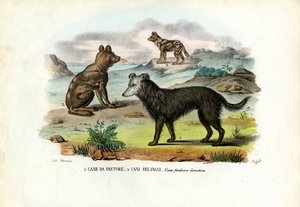 Chiens - Raimundo Petraroja