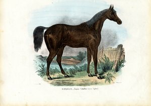 Cheval anglais, 1863-79 - Raimundo Petraroja